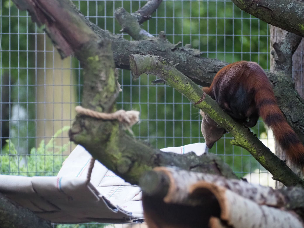 Nowy mieszkaniec warszawskiego zoo. Już niebawem będzie można zobaczyć galidię