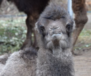Galia - nowy wielbłąd w poznańskim ZOO