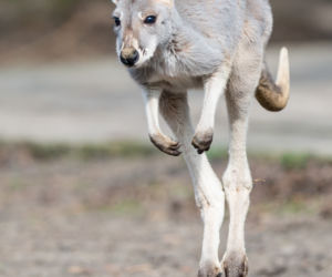 Nowy mieszkaniec wrocławskiego zoo