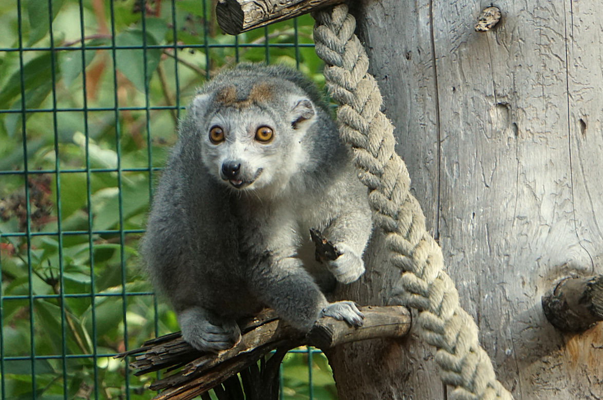 Lemury koroniaste we wrocławskim zoo