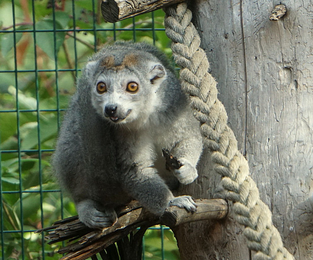 Lemury koroniaste we wrocławskim zoo
