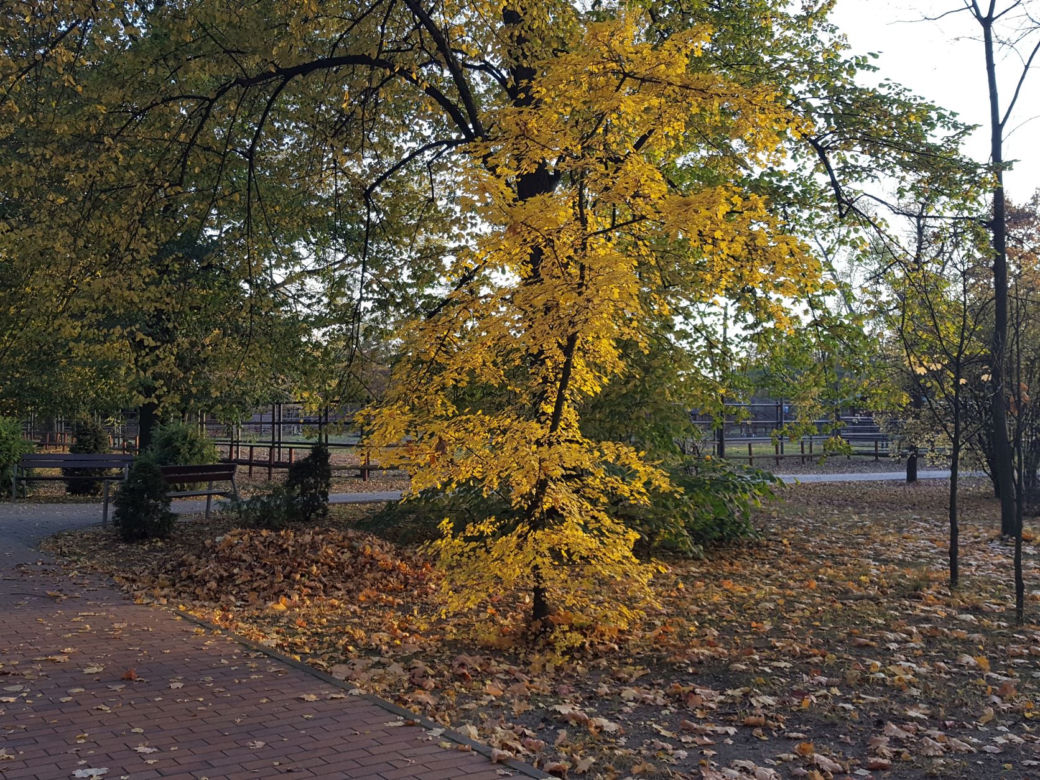Park 1000-lecia w Lesznie na chwilę przed zachodem słońca
