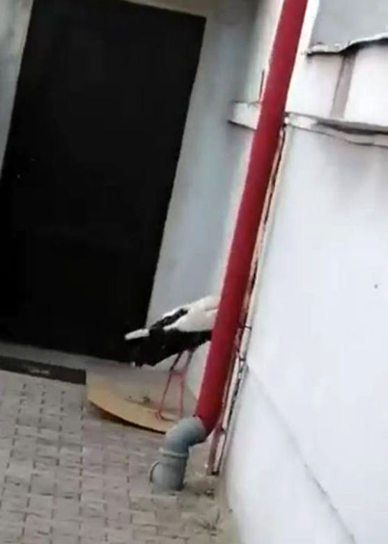 Bocian bandyta gnębi urzędników
