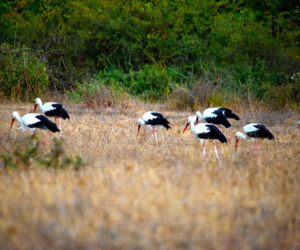 10 rzeczy, których nie wiedziałeś o województwie podlaskim