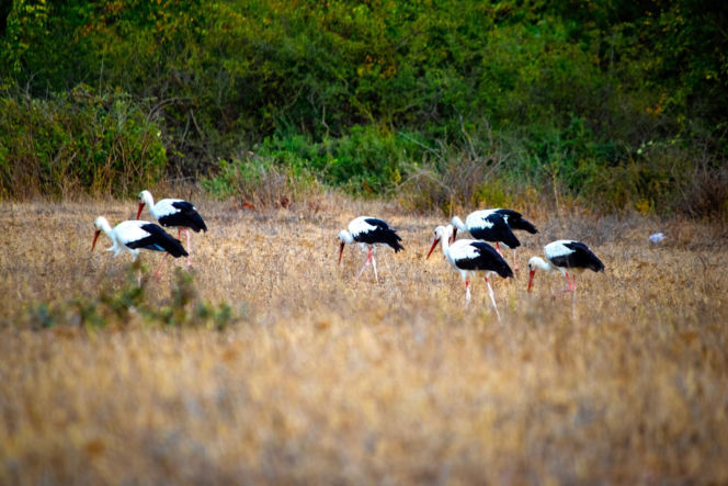 Podlasie jest krainą bocianów