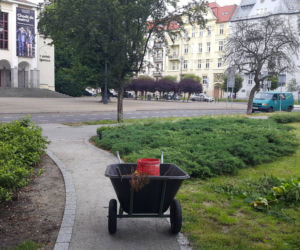 Znika bydgoski busz! To miały być oszczędności i walka z suszą. Ogrodnik ma inne zdanie