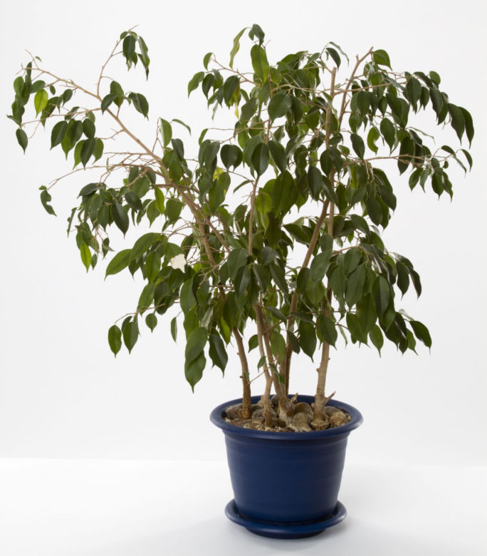 Figowiec benjamina