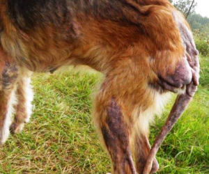 OTOZ Animals - Przytulisko w Dąbrówce. Pies Wiara