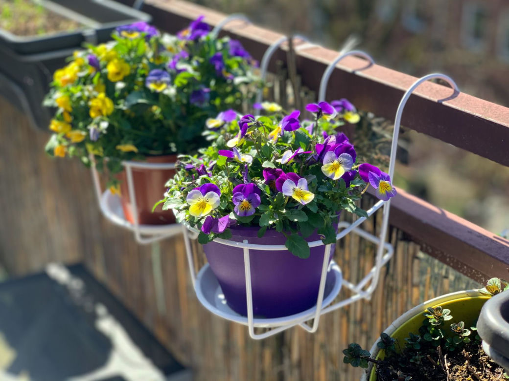 Kwiaty na balkon południowy