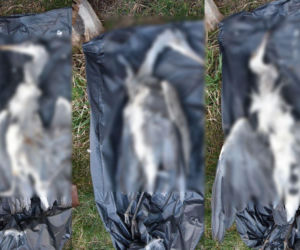 Sprawa ma swój dalszy, poważny ciąg