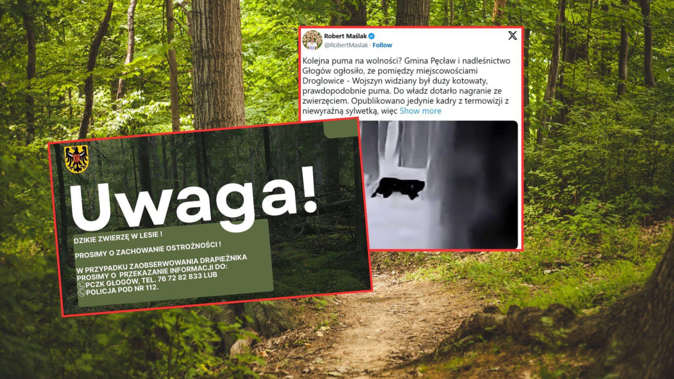 Puma na wolności na Dolnym Śląsku? Ogłoszono alarm i zakaz wstępu do lasu!