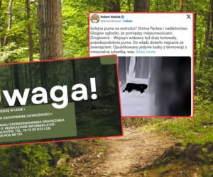 Puma na wolności na Dolnym Śląsku? Ogłoszono alarm i zakaz wstępu do lasu!