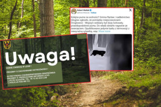 Puma na wolności na Dolnym Śląsku? Ogłoszono alarm i zakaz wstępu do lasu!