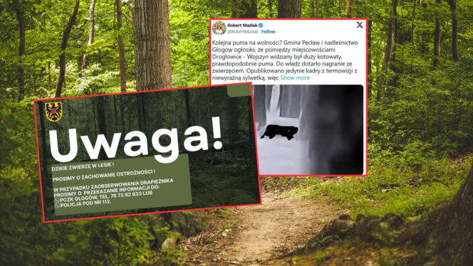 Puma na wolności na Dolnym Śląsku? Ogłoszono alarm i zakaz wstępu do lasu!
