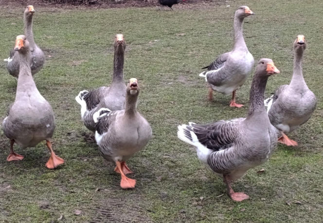 Półroczna Lusia udusiła się w pudełku owiniętym folią. Właścicielka uniewinniona