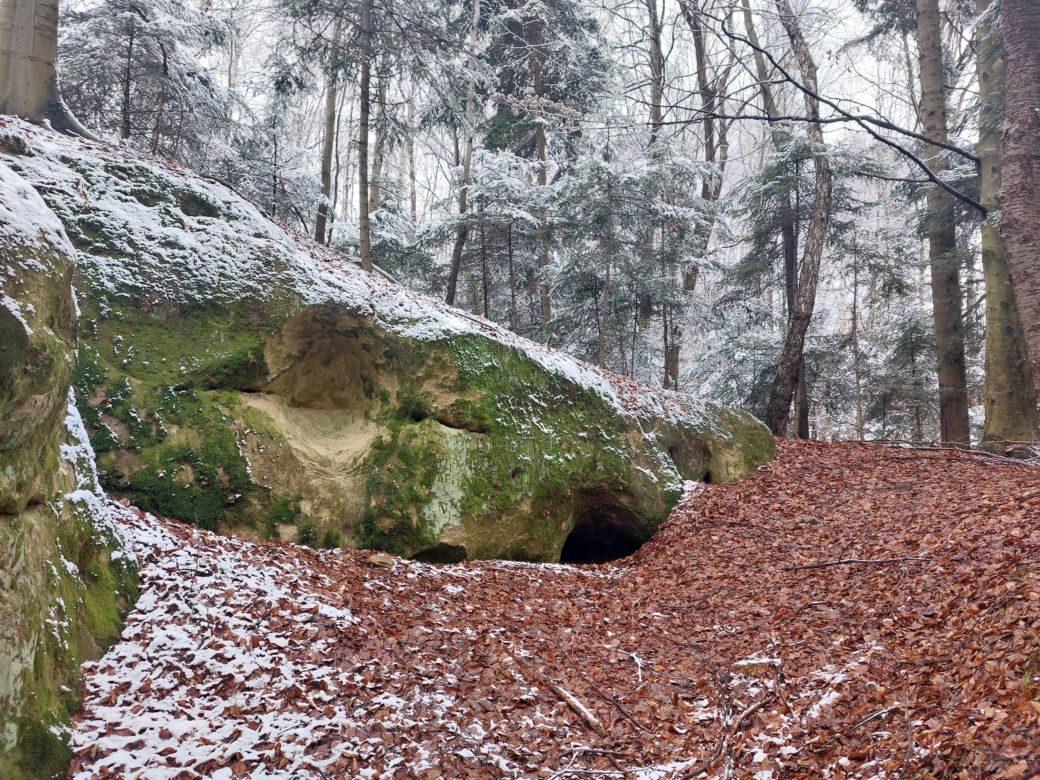 Dudniacz w Szufnarowej