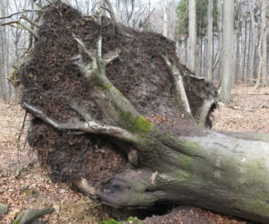 Rezerwat Segiet udostępni nowe szlaki dla mieszkańców