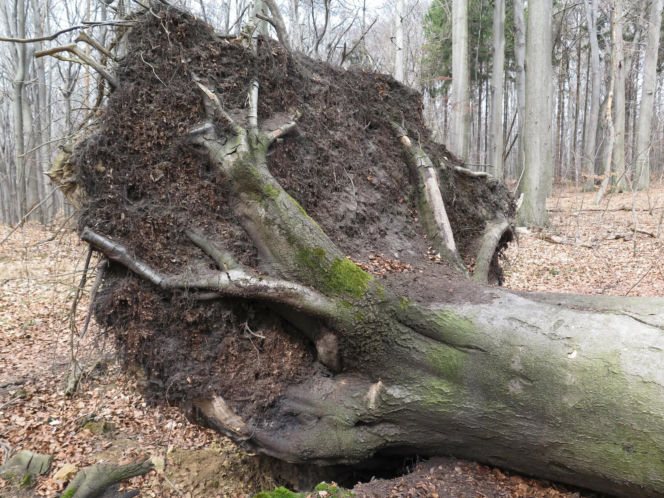 Rezerwat Segiet udostępni nowe szlaki dla mieszkańców