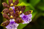 Storczyk Zygopetalum