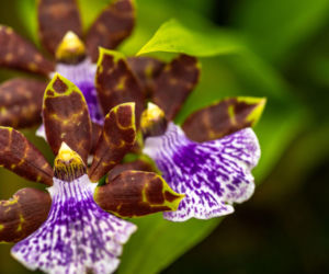 Storczyk Zygopetalum