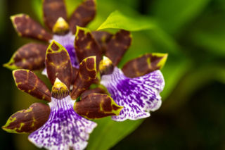 Storczyk Zygopetalum