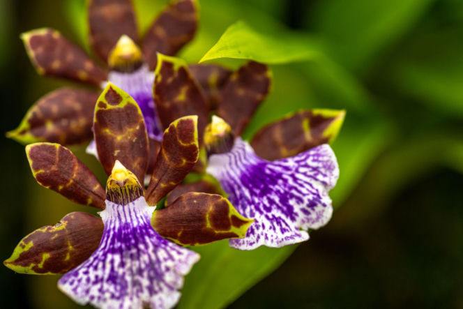 Storczyk Zygopetalum