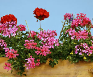 pelargonia8.jpg