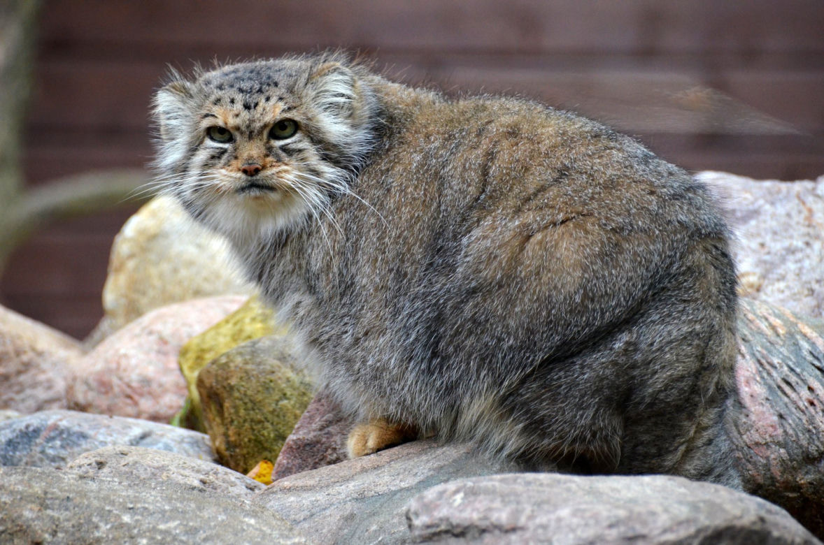 Manul uciekł z zoo