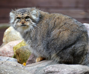 Manul uciekł z zoo