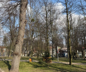 Drzewo runęło na młodego chłopaka w parku. Pół miliona złotych kary dla urzędnika