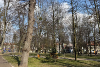 Drzewo runęło na młodego chłopaka w parku. Pół miliona złotych kary dla urzędnika