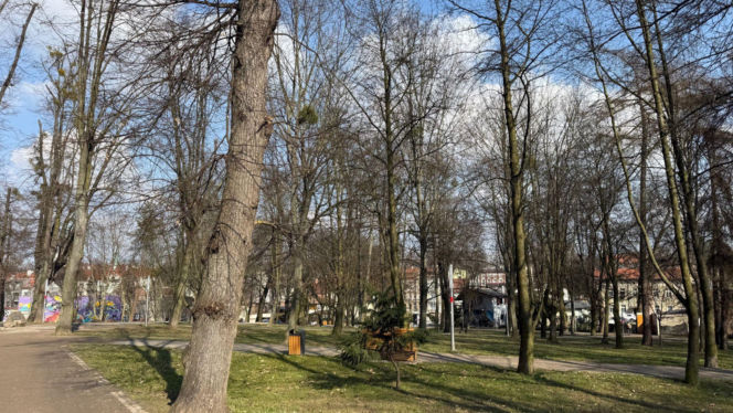 Drzewo runęło na młodego chłopaka w parku. Pół miliona złotych kary dla urzędnika