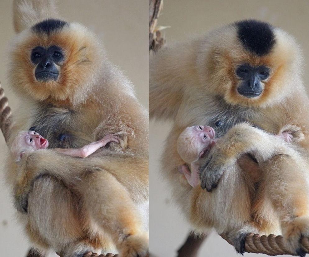 Gibon w warszawskim zoo
