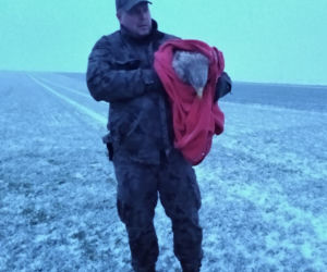 Akcja służb pod Piotrkowem Trybunalskim. Uratowano potężnego orła!