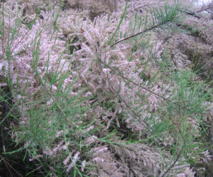 Tamaryszek