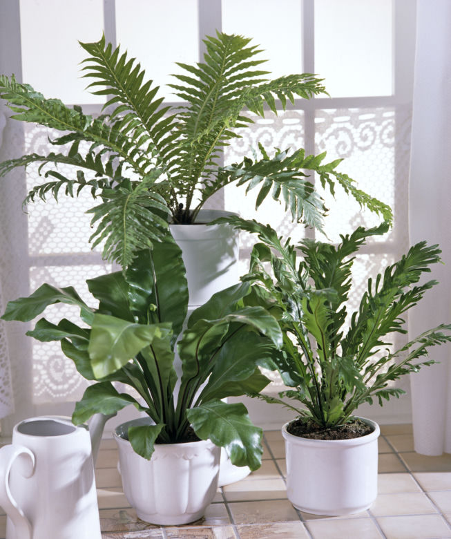 Asplenium i Blechnum