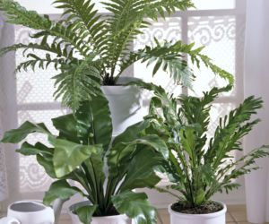 Asplenium i Blechnum