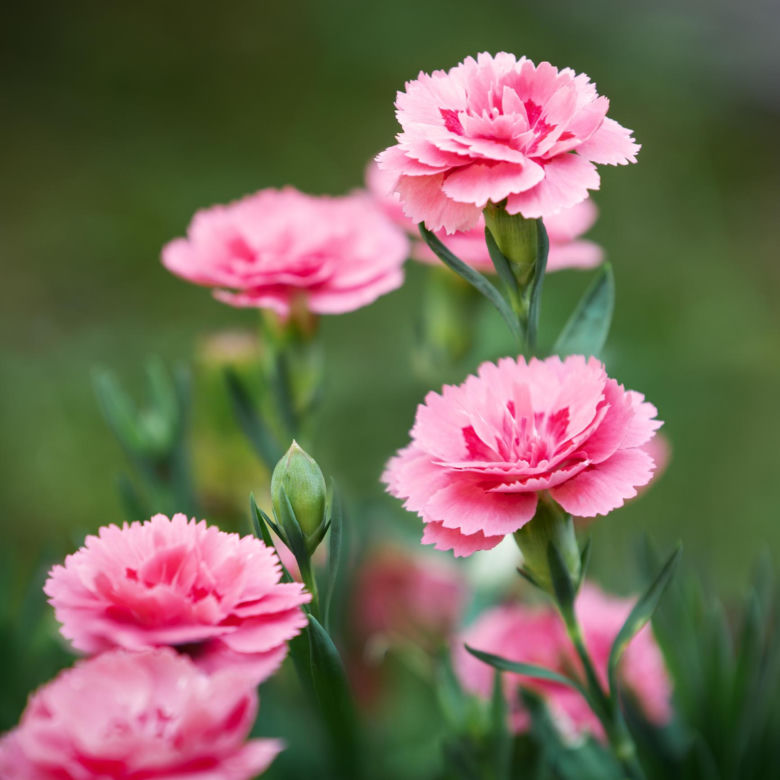Goździk ogrodowy (Dianthus caryophyllus)