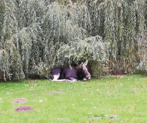 Łoś bawił się w berka ze strażakami i strażnikami
