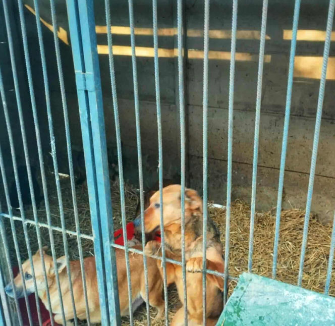 „Ma Pan ludzi za idiotów?” – Burza w sieci po kontroli w schronisku Baros i wpisie Prezydenta Boguckiego