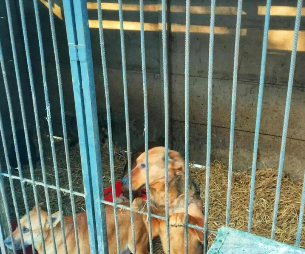 Skandal w świętokrzyskim schronisku. Wojewoda potwierdza koszmar zwierząt w Barosie