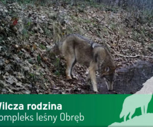 Wilki pod Górą Kalwarią