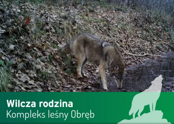 Wilki pod Górą Kalwarią