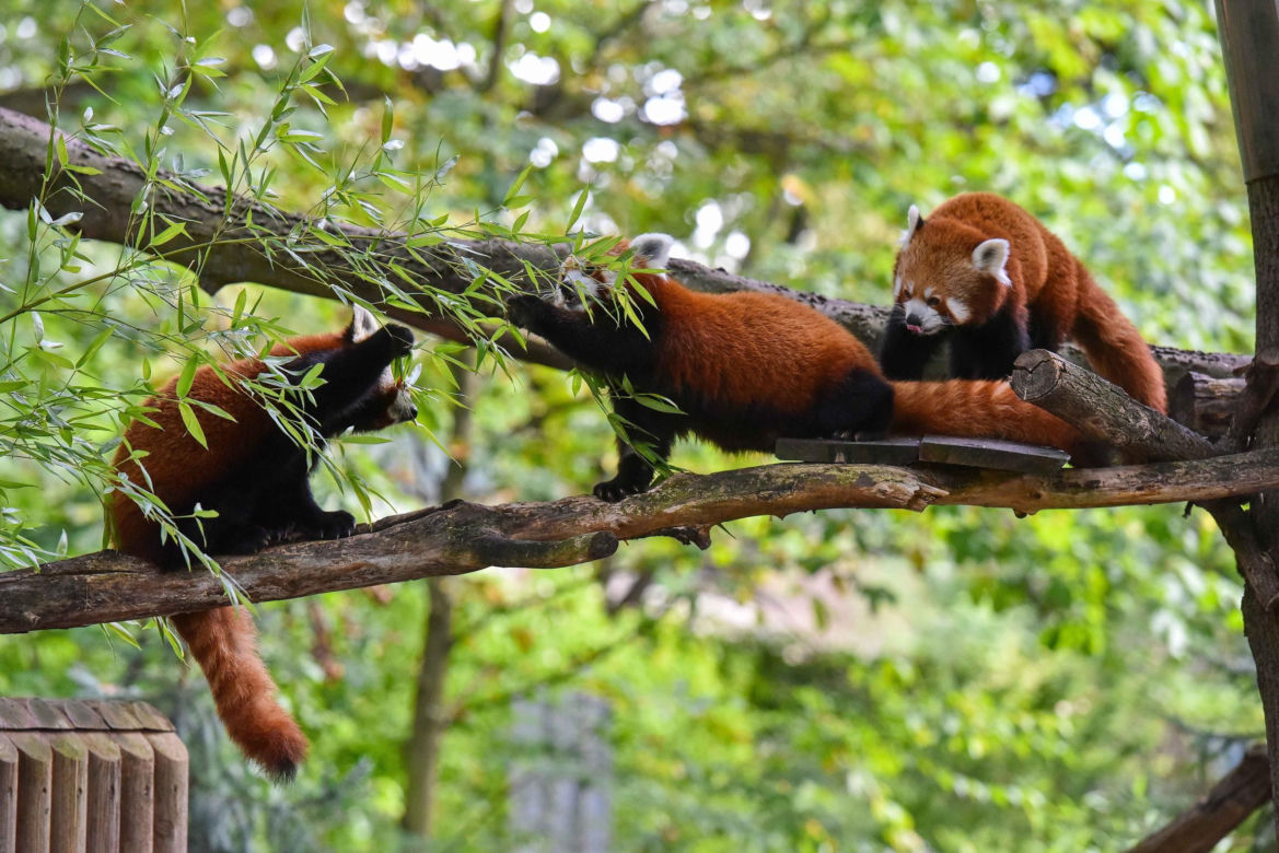 Powitajmy dwóch nowych mieszkańców toruńskiego ogrodu zoobotanicznego!