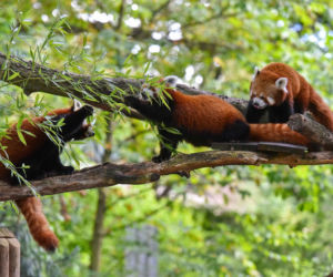 Powitajmy dwóch nowych mieszkańców toruńskiego ogrodu zoobotanicznego!