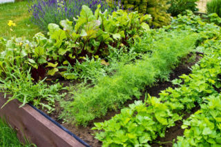 Posadź te warzywa obok siebie, a plony będą większe niż kiedykolwiek