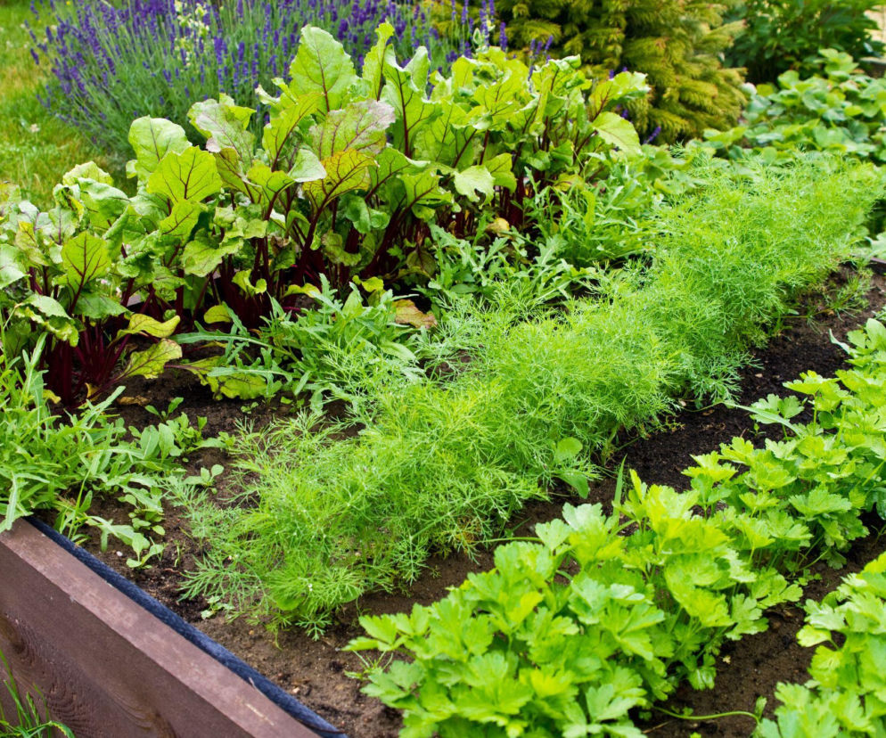 Odkryj tajniki uprawy współrzędnej warzyw w ogrodzie