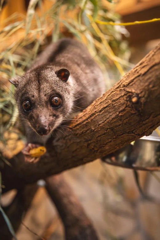 Nocny akrobata z Indonezji zamieszkał we Wrocławiu! Poznajcie nowego lokatora Zoo