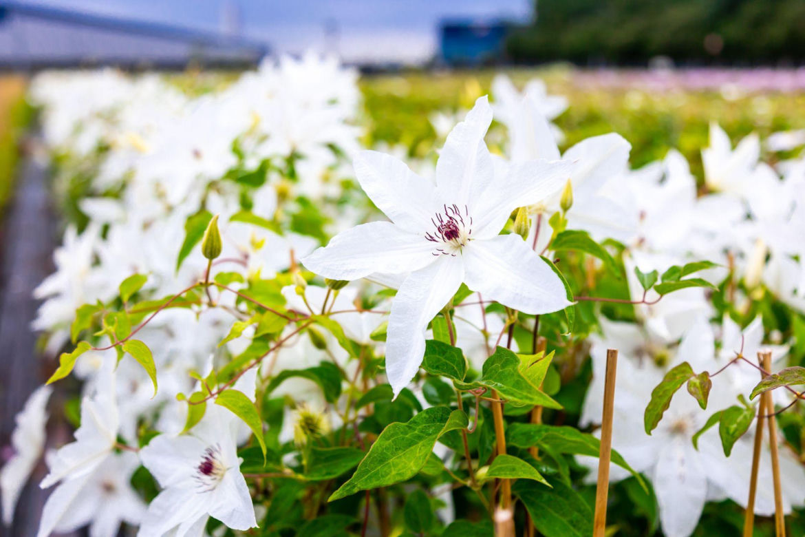 Clematis Beautiful Bride