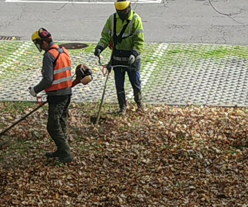 Mieszkaniec Katowic poprosił magistrat o uprzątnięcie liści